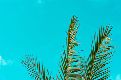 Low angle view of palm tree against blue sky