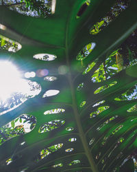 High angle view of plant by lake