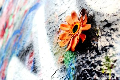 Close-up of flower against blurred background