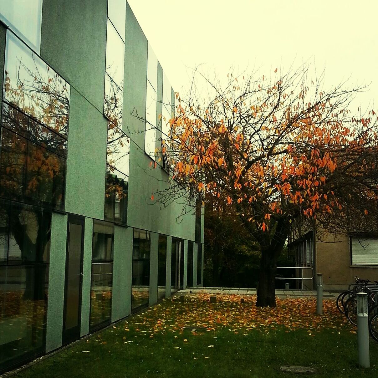 architecture, building exterior, built structure, tree, autumn, residential building, house, change, residential structure, growth, city, building, branch, window, sky, clear sky, day, outdoors, no people, season