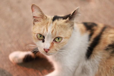 Close-up portrait of cat
