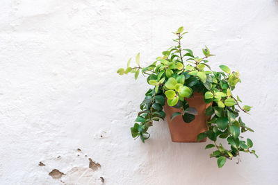 Close-up of fresh green plant against white wall