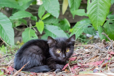 Close-up of a cat