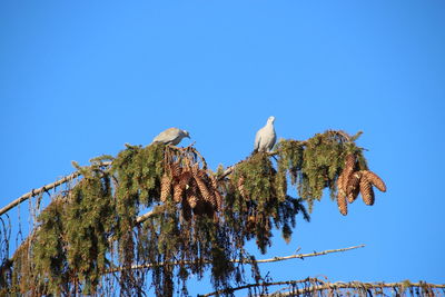 Low angle view of tree against clear blue sky