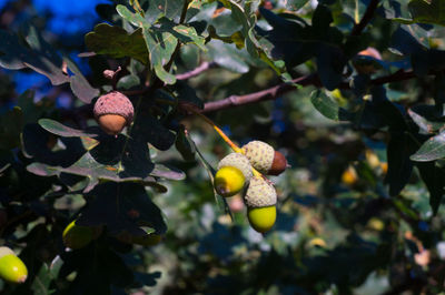 Close-up of fruits growing on tree