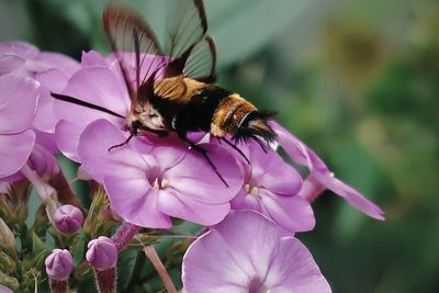 Close-up of bee pollinating on pink flower