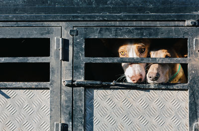Hunting dogs are locked in cramped cages before hunting.