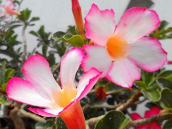 Close-up of pink flowers