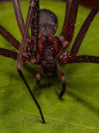 Close-up of spider on leaf