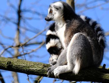Low angle view of monkey sitting on tree
