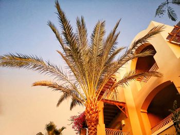 Low angle view of palm tree against sky