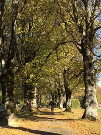 Trees in park