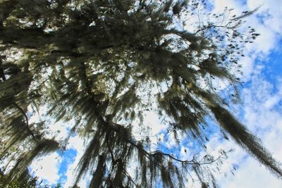 Low angle view of tree against sky