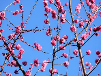 Low angle view of tree against blue sky