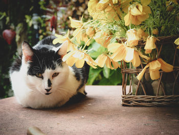 Portrait of cat relaxing by potted plants