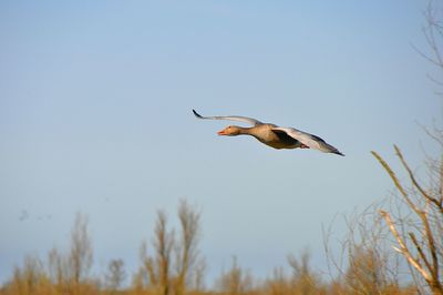 Low angle view of bird flying against clear sky