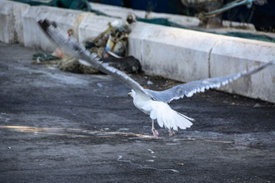 Seagull flying in a water