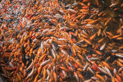 Heap of fish in water feeding with hunger
