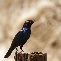 Close-up of bird perching on wooden post