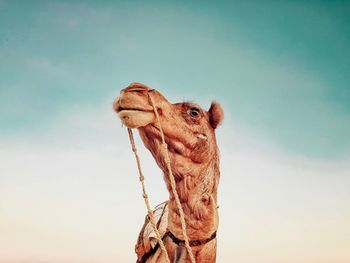 Low angle view of horse against sky
