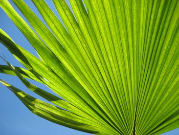 Close-up of palm tree leaf