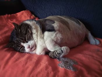 Close-up of cat sleeping on bed