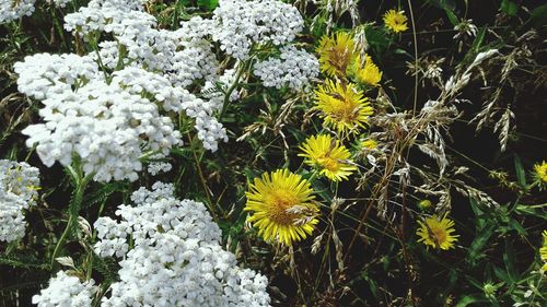 Close-up of blooming plant