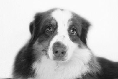 Portrait of dog against white background
