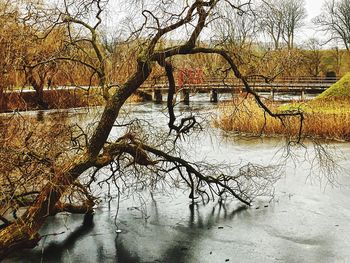 Reflection of bare trees in water