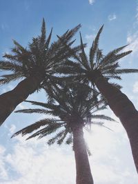 Low angle view of palm tree against sky