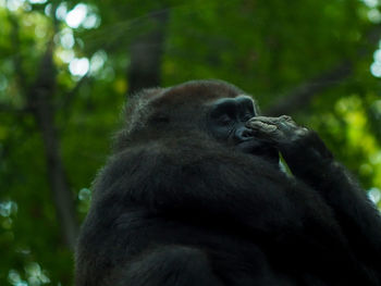 Close-up of gorilla sitting on tree