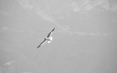 Low angle view of bird flying in sky