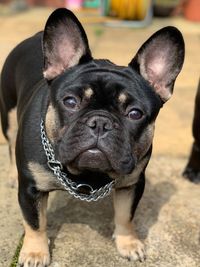 Portrait of black dog standing outdoors