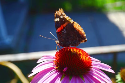 Close-up of butterfly on flower