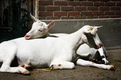 Goats lying on wall