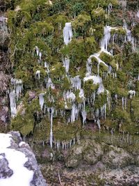 Panoramic view of trees on landscape