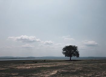 Tree on field against sky