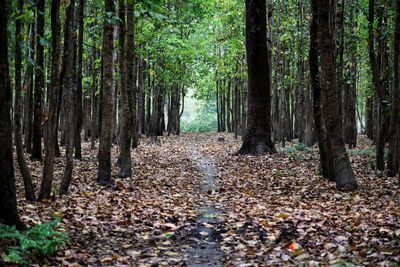 Trees in forest during autumn