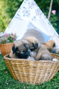 Dog sleeping in basket
