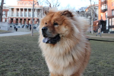 Dog looking away in city