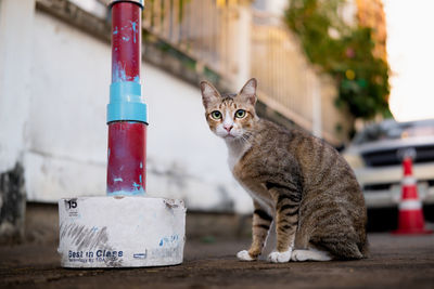 Close-up of a cat