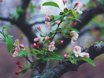 Close-up of pink flowers on tree