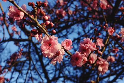 Low angle view of pink cherry blossom