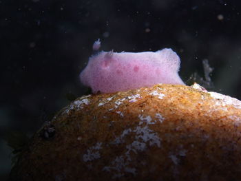 Close-up of ice cream in sea