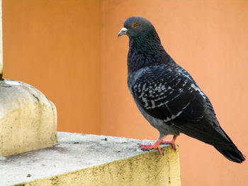 Close-up of pigeon perching on wall