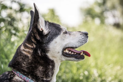 Portrait of a husky