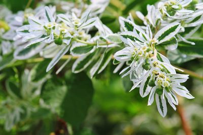 Close-up of white flowering plant