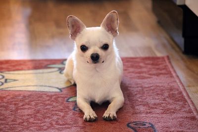 Portrait of dog sitting on floor at home