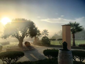 Sun shining through trees