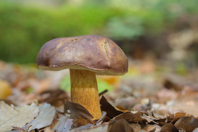 Close-up of mushroom